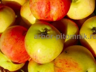 Саженцы яблони из питомника, с доставкой и посадкой