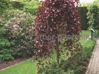 Саженцы яблони из питомника, с доставкой и посадкой