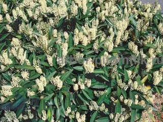 Сакура (вишня японская декоративная) в горшках для посадки