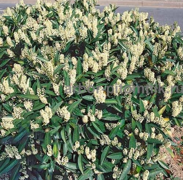 Сакура (вишня японская декоративная) в горшках для посадки